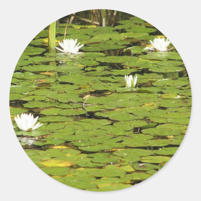 Lily pad stickers (Front)