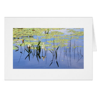 Lily Pads and Lake Grass