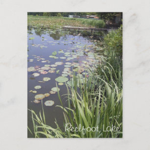 Lily Pads at Reelfoot Lake Postcard