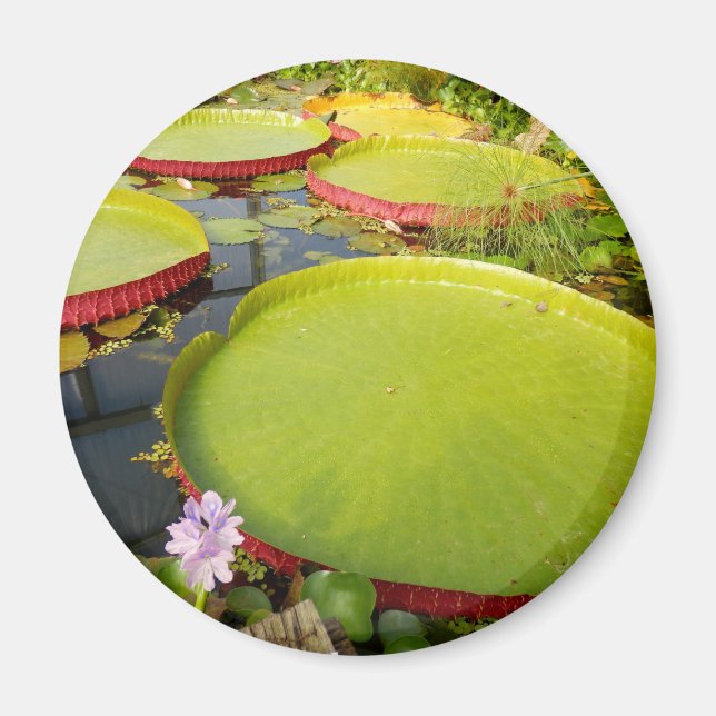 Lily Pads Magnet (Front)