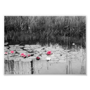 Lily Pads Photo Print