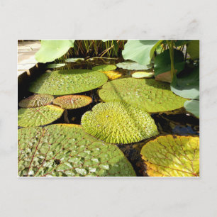 Lily Pads Postcard
