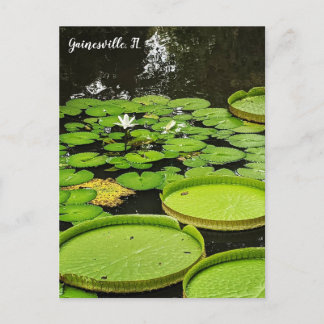 Lily Pads Postcard