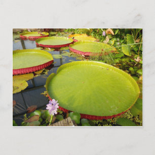 Lily Pads Postcard