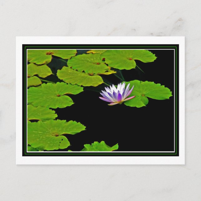Lily Pads Postcard (Front)