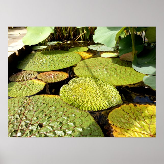 Lily Pads Poster (Front)
