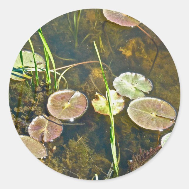 Lily Pads Sticker (Front)