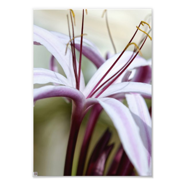 Lily Photo Print (Front)