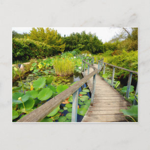 Lily Pond Postcard