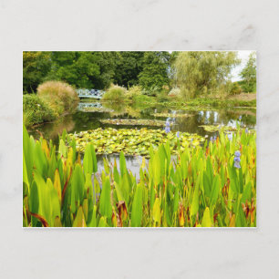 Lily Pond Postcard