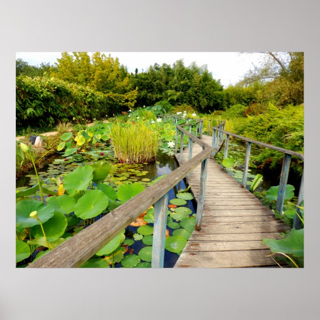 Lily Pond Poster (Front)