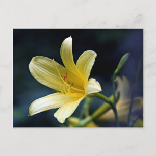 Lily Postcard