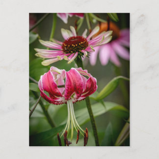 Lily  postcard