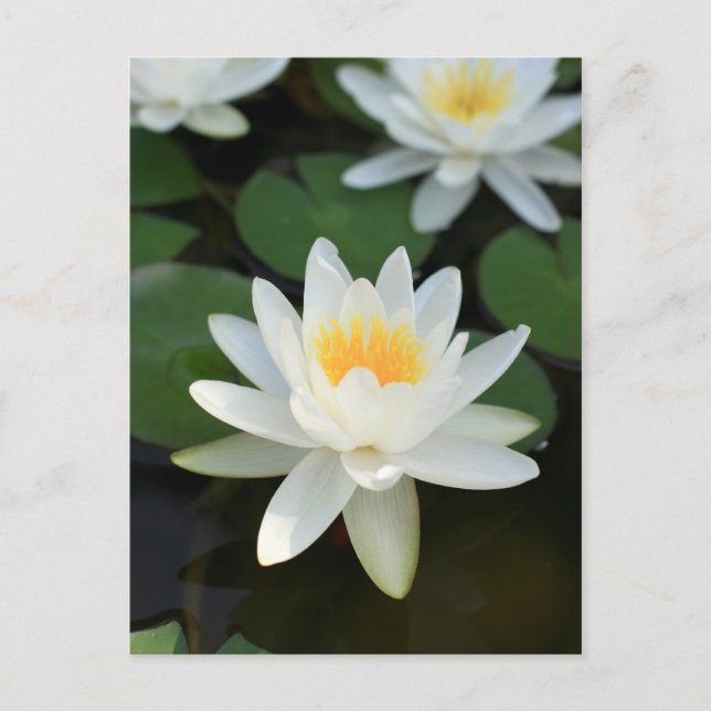 Lily Postcard (Front)