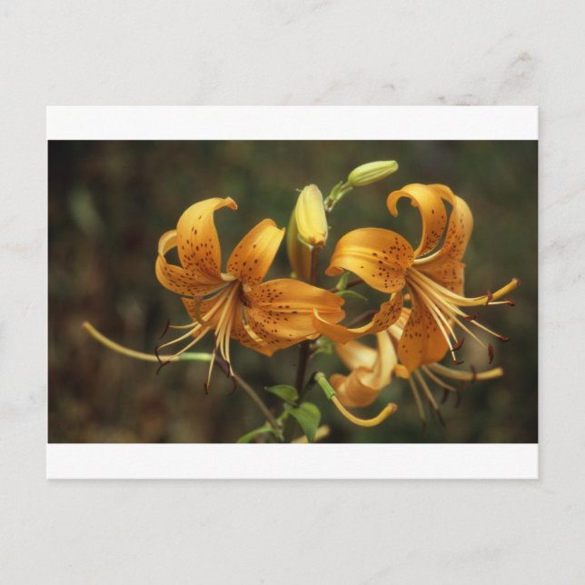 lily postcard (Front)