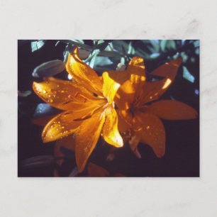 Lily   Postcard