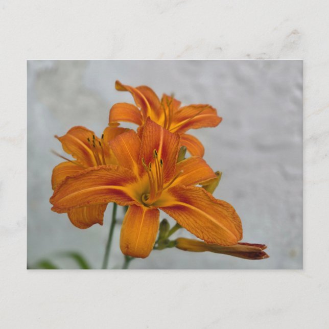 Lily Postcard (Front)