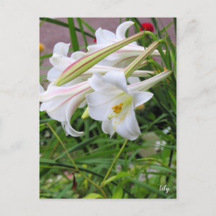 Lily [Postcard] ポストカード Postcard