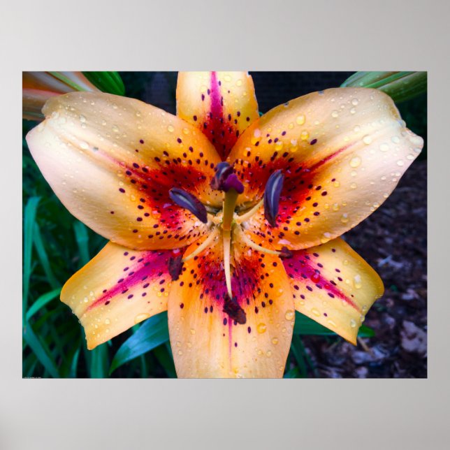 Lily, Poster (Front)