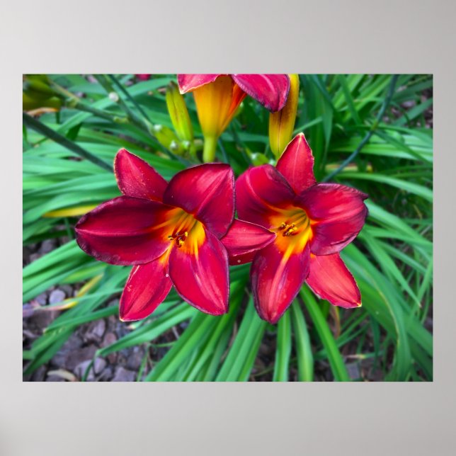 Lily, Poster (Front)