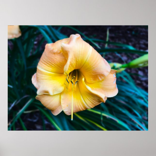 Lily, Poster (Front)