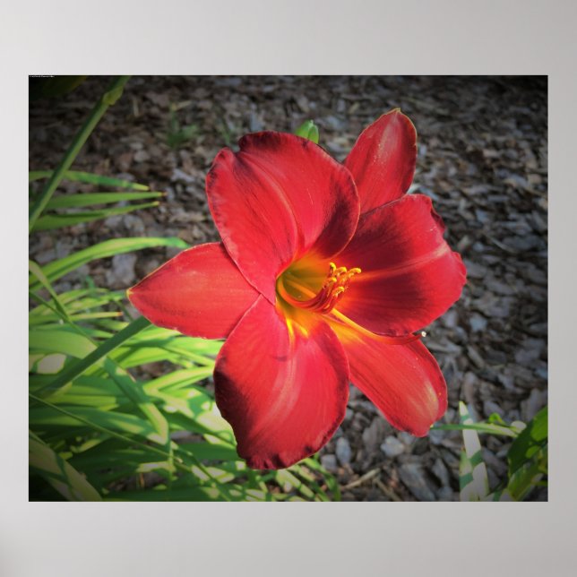 Lily, Poster (Front)