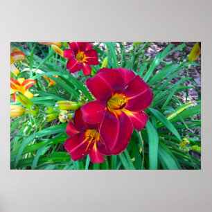 Lily, Poster