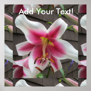Lily Red White Plant House Poster