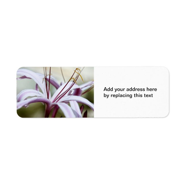 Lily Return Address Labels (Front)