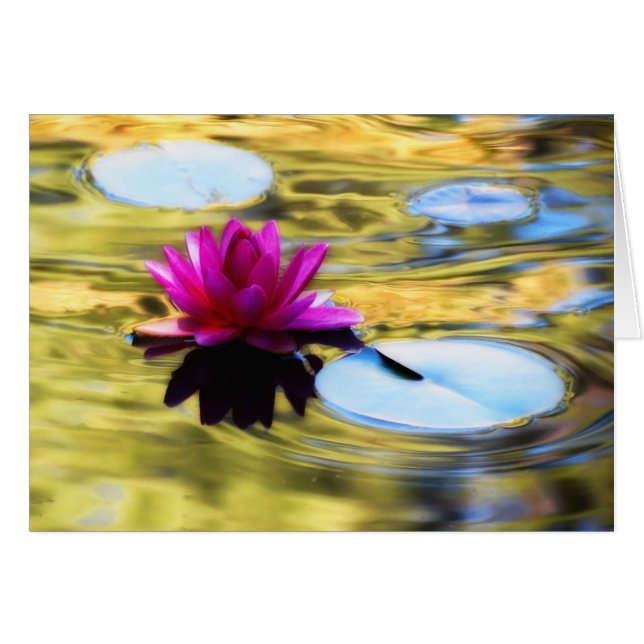 Lily Ripples - Water Lily (Front Horizontal)