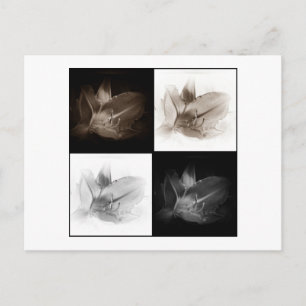 Lily Sepia and Black White Collage Postcard