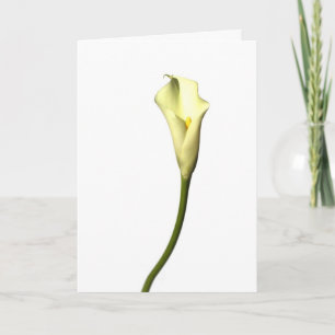 Lily Single Calla Lily flower on white background Card
