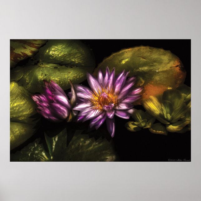 Lily -  Soaking in Sunlight Poster (Front)