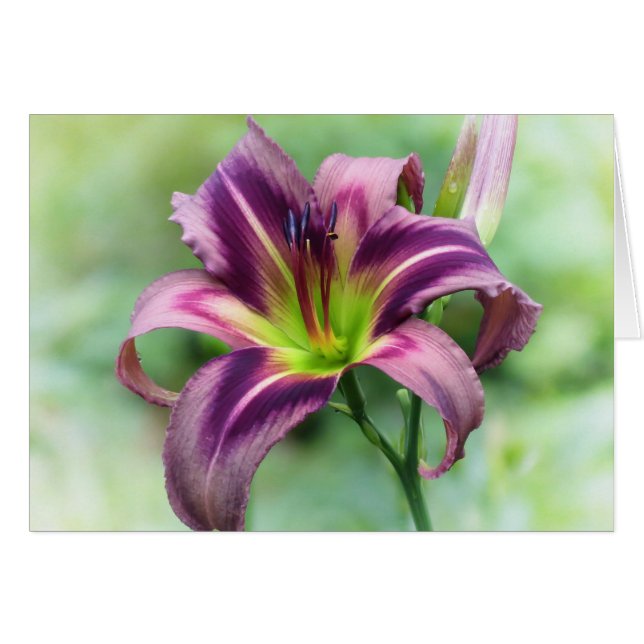 Lily Star - Daylily (Front Horizontal)