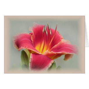 Lily State of Mind - Daylily