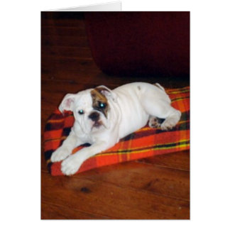 Lily the English Bulldog Puppy