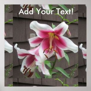 Lily White Purple House Plant Poster