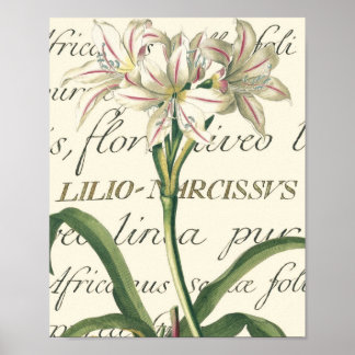 Lily with calligraphic detail poster