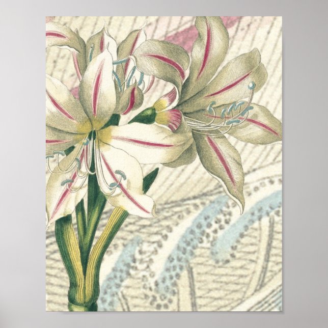 Lily with enlargement poster (Front)