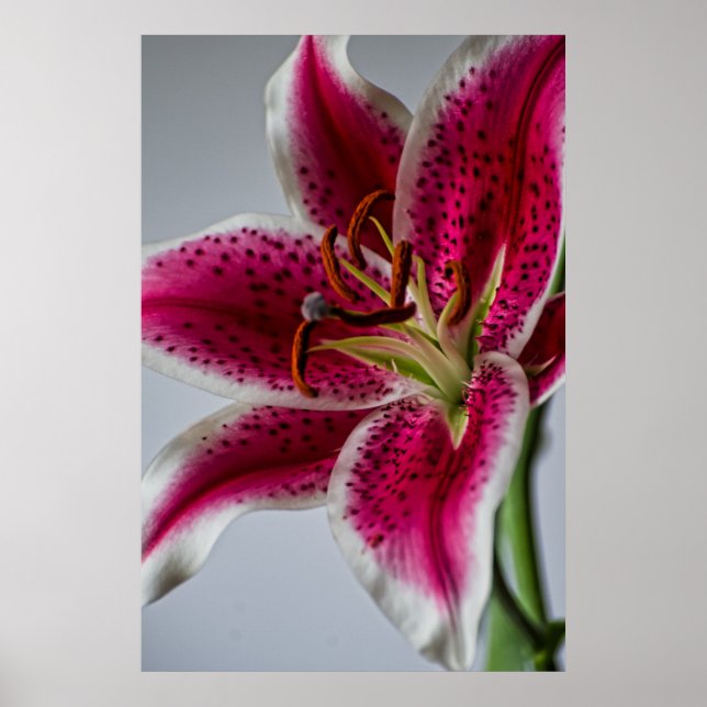 Lilyessence Poster (Front)