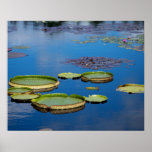 Lilypad Poster<br><div class="desc">A peaceful view of lilypads in a Monet style water garden.</div>