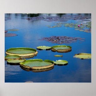 Lilypad Poster