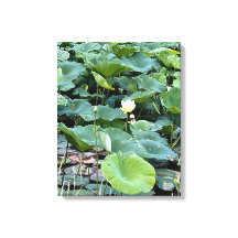 Lilyshade Silence 16 x 20