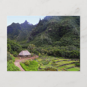 Limahuli Garden Taro Fields, Kauai Postcard