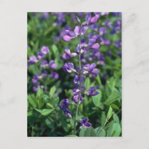 Lime Blue False Indigo, (Baptisia Australis) flowe Postcard