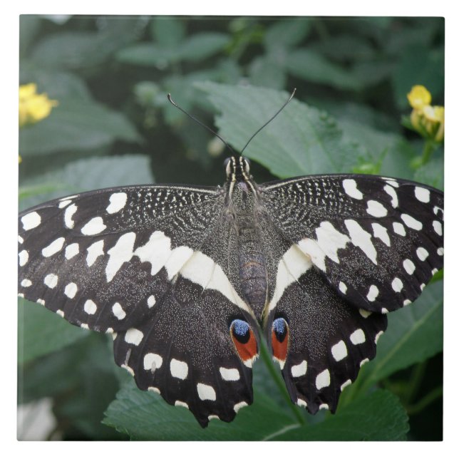 Lime Butterfly and Flowers Tile (Front)