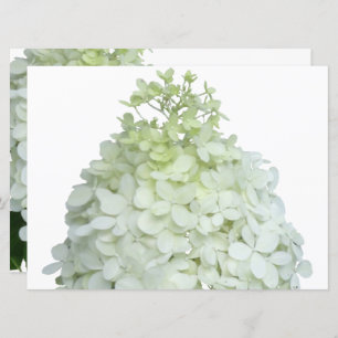 Limelight Hydrangea Bridal / Wedding Shower Invitation