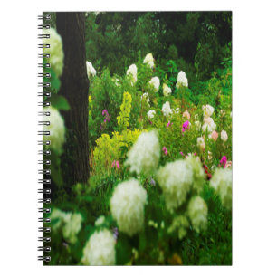 Limelight Hydrangeas in My Rubio Garden Notebook