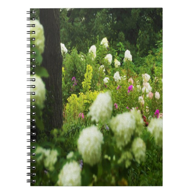 Limelight Hydrangeas in My Rubio Garden Notebook (Front)