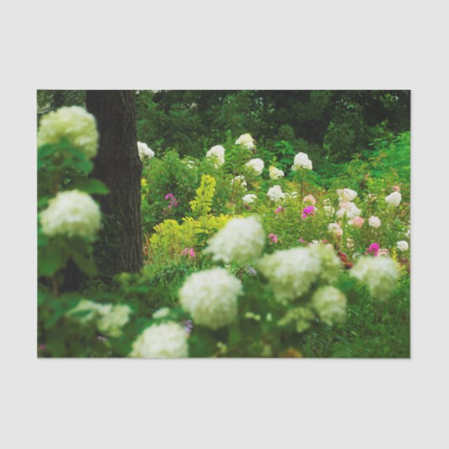 Limelight Hydrangeas in My Rubio Garden Tissue Paper (Front)